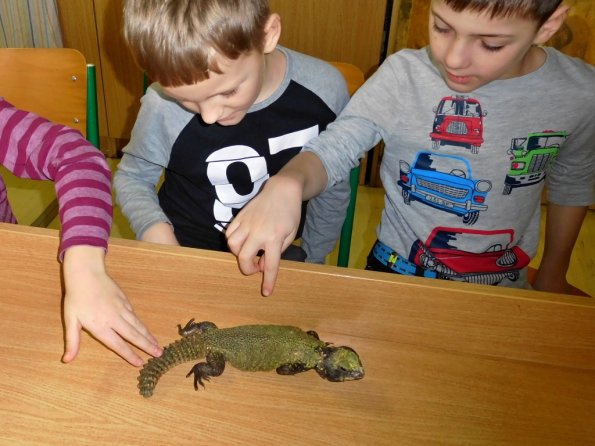 minizoo-10