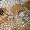 minizoo-23
