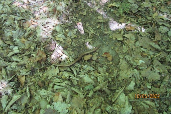 prochazka-08