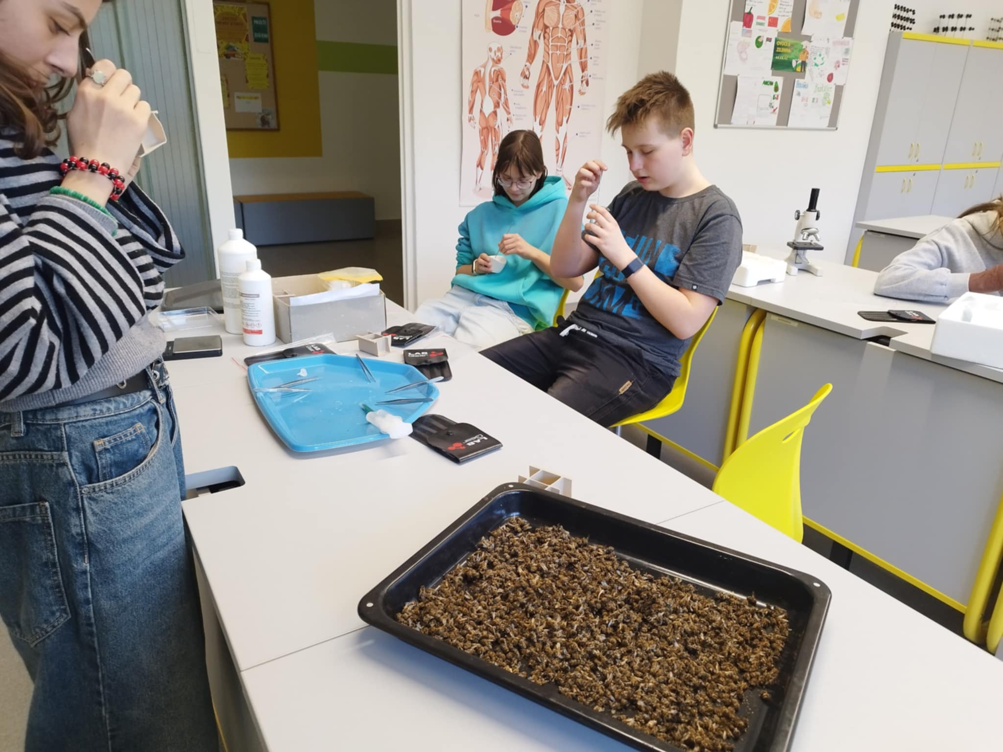 Fyzikální dílna - včelka