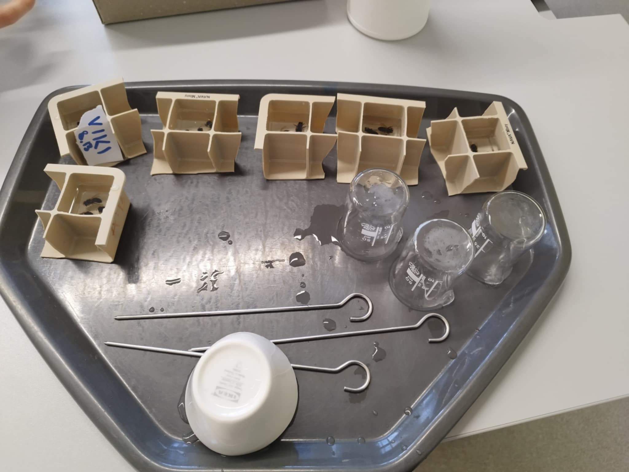 Fyzikální dílna - včelka